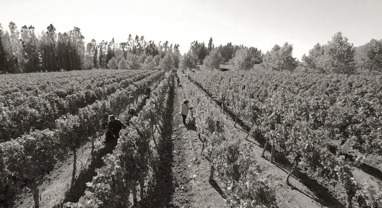 Angostura Vineyard circa 1912. It is one of the oldest vineyards in the Colchagua Valley.